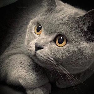 好屌日在线视频
